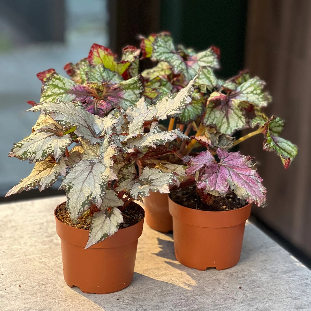Begonija ‘Asian Tundra’