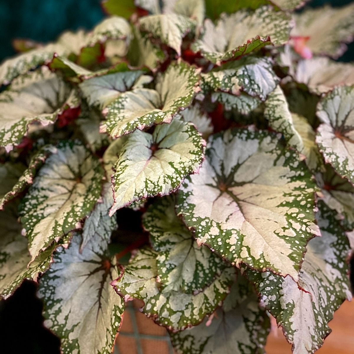 Begonija ‘Asian Tundra’