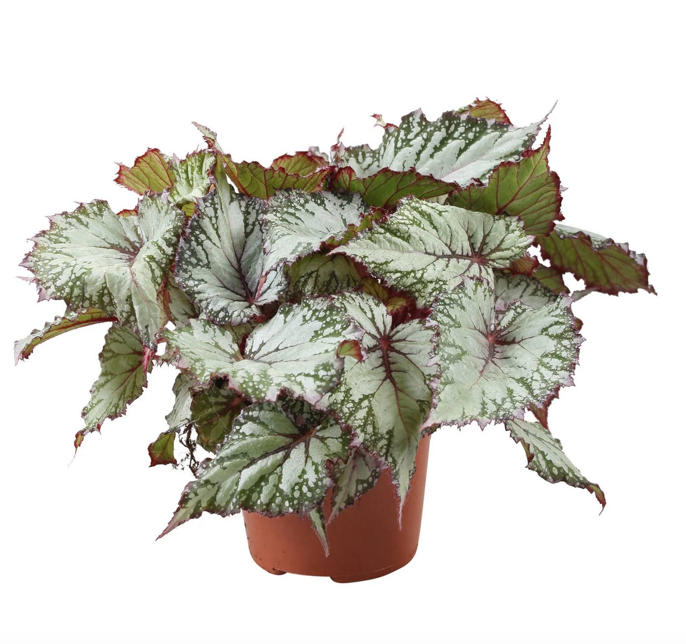 Begonija ‘Asian Tundra’
