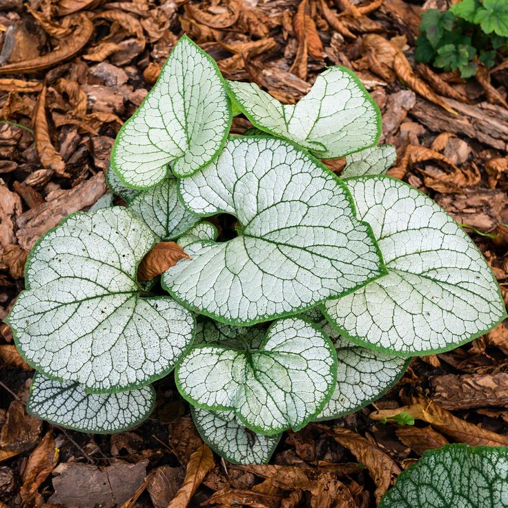 Brunera ‘Silver Heart’