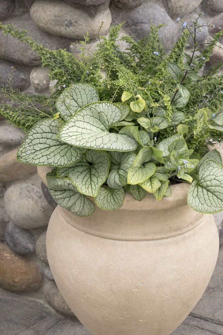 Brunera ‘Silver Heart’