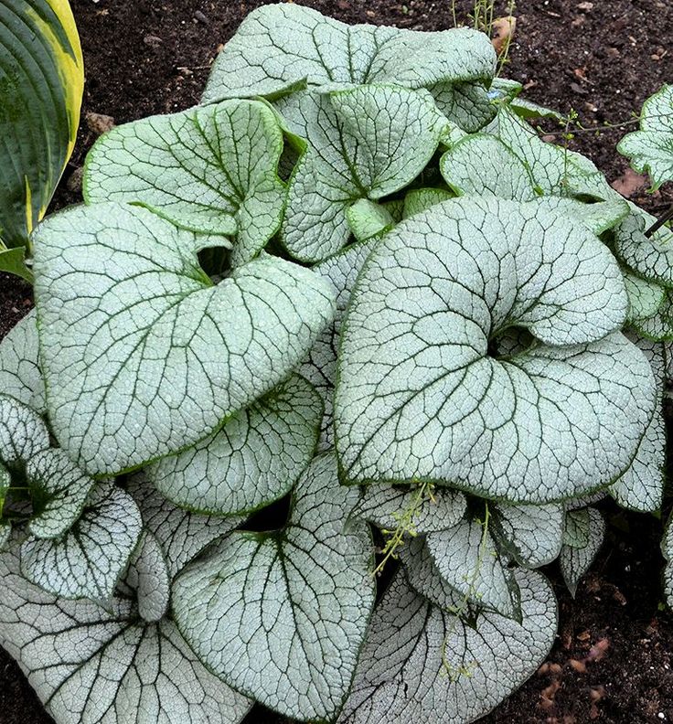 Brunera ‘Silver Heart’