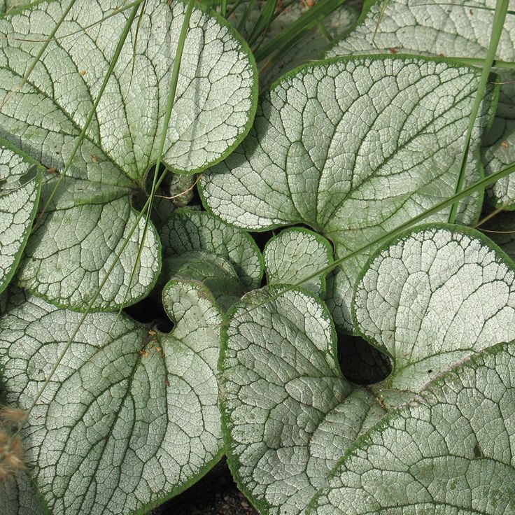 Brunera ‘Silver Heart’