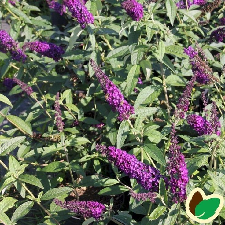 Budlėja ‘African Queen'