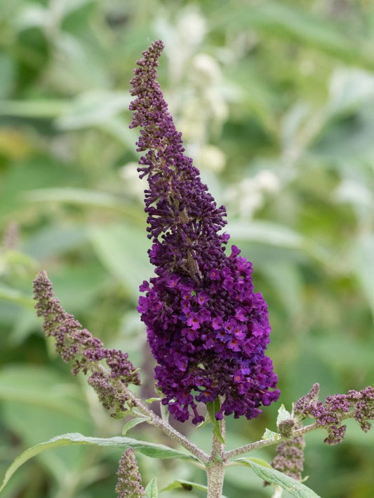 Budlėja ‘African Queen'