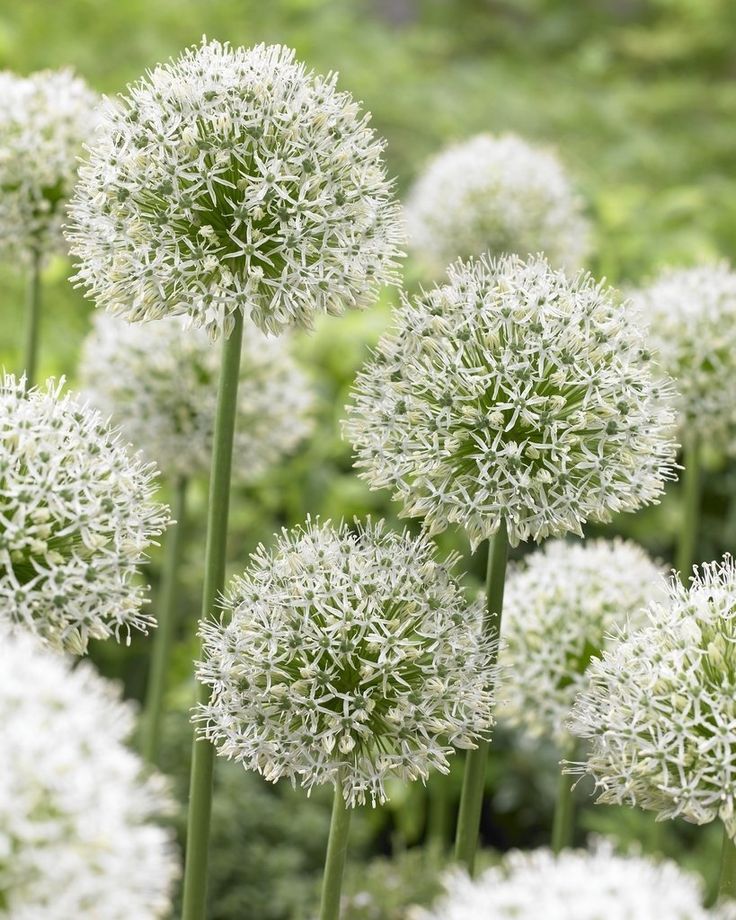 Dekoratyvinis česnakas 'Mount Everest'