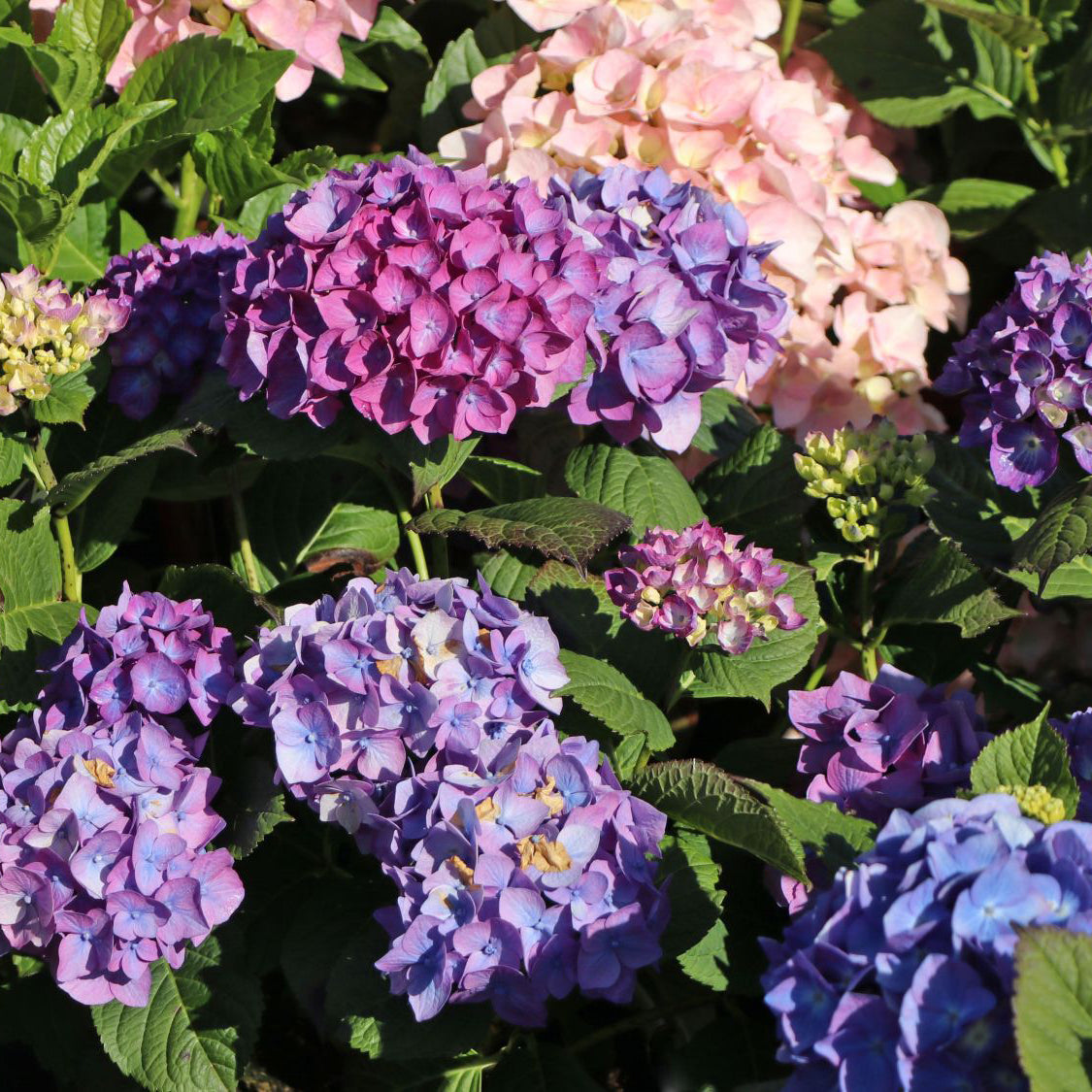 Didžialapė hortenzija 'Diva fiore Violet'