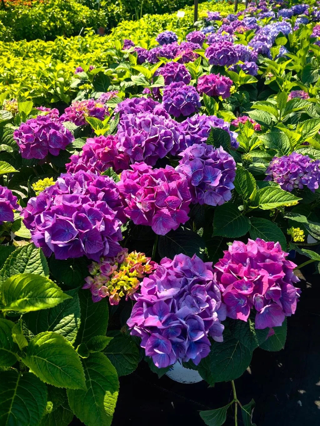 Didžialapė hortenzija 'Diva fiore Violet'