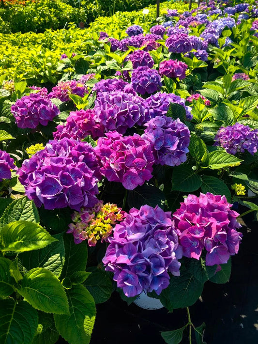 Didžialapė hortenzija 'Diva fiore Violet'