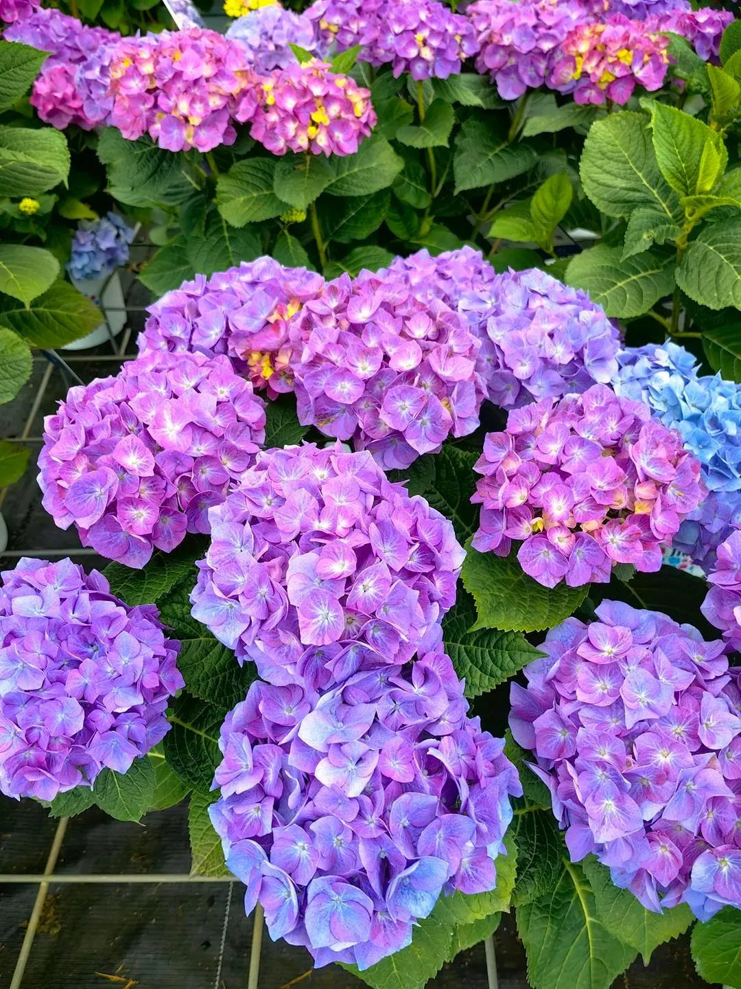 Didžialapė hortenzija 'Diva fiore Violet'