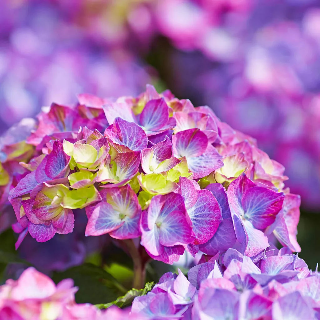 Didžialapė hortenzija 'Diva fiore Violet'