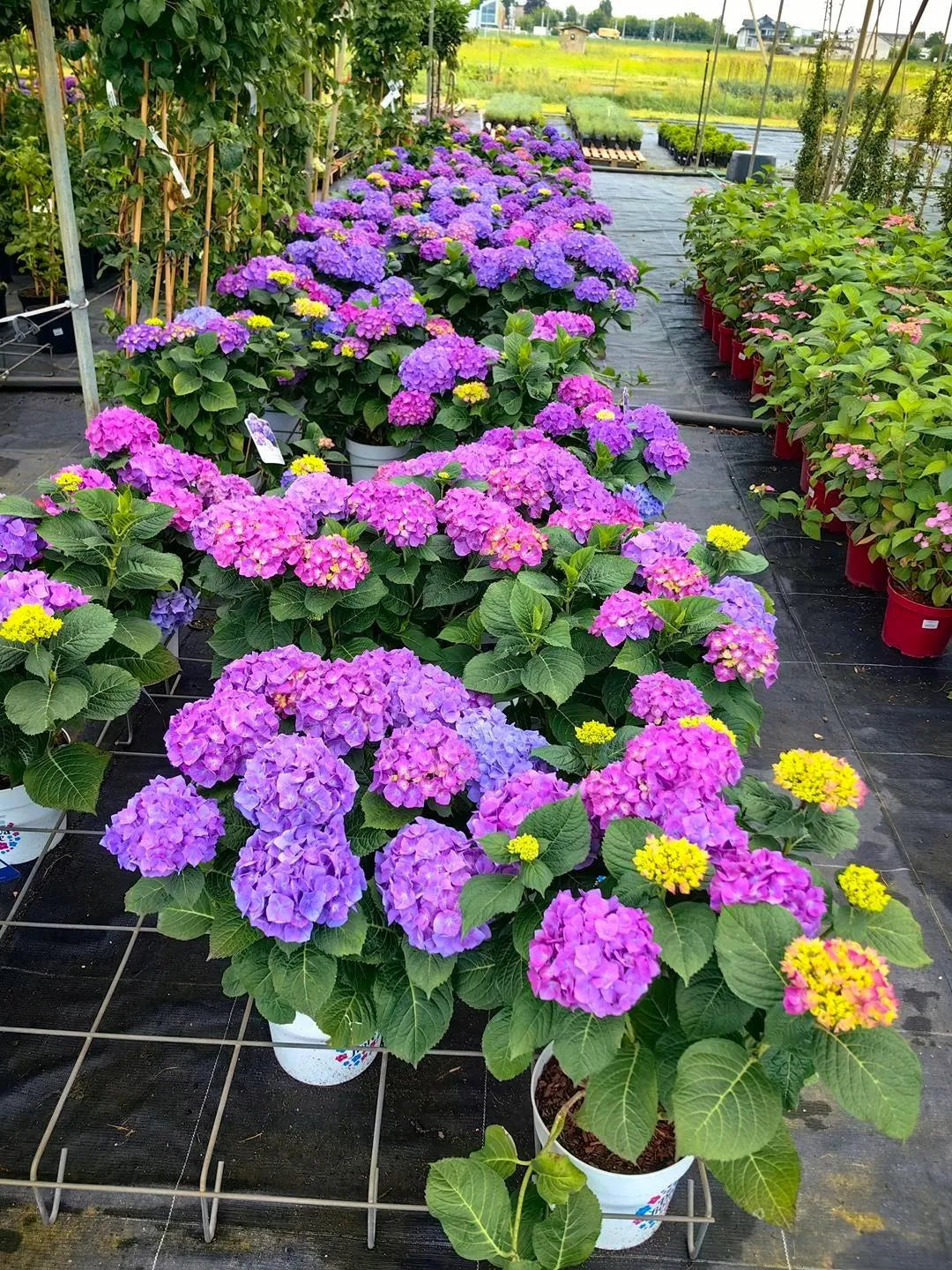 Didžialapė hortenzija 'Diva fiore Violet'