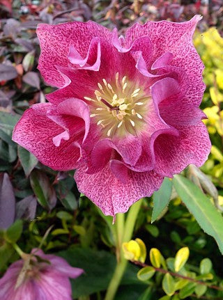 Eleboras 'HGC ® SP Elly'