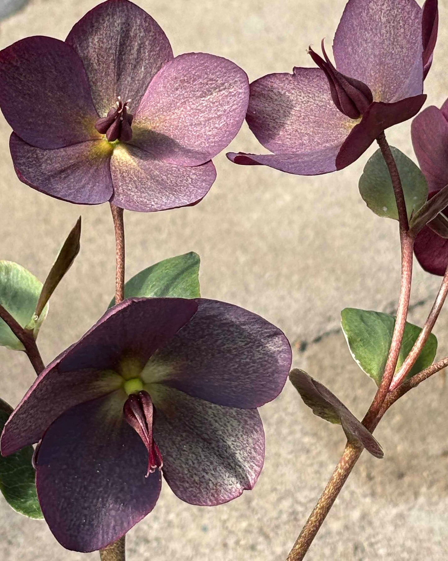 Eleboras 'Roses Red'