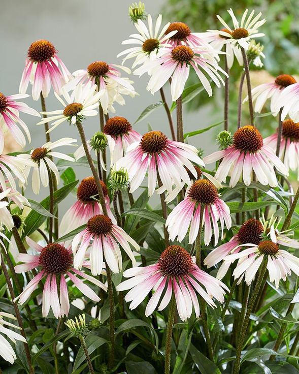 Ežiuolė 'Sombreror Special White Purple'