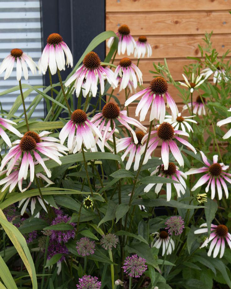 Ežiuolė 'Sombreror Special White Purple'