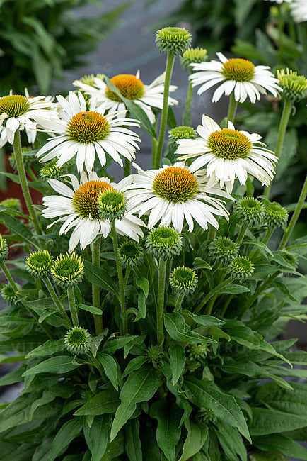 Ežiuolė ‘Pearl White’