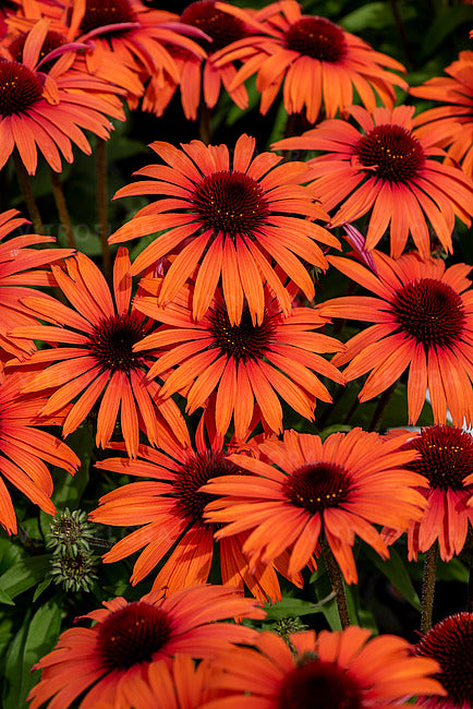 Ežiuolė 'SunMagic Vintage Orange'