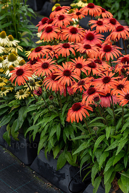 Ežiuolė 'SunMagic Vintage Orange'