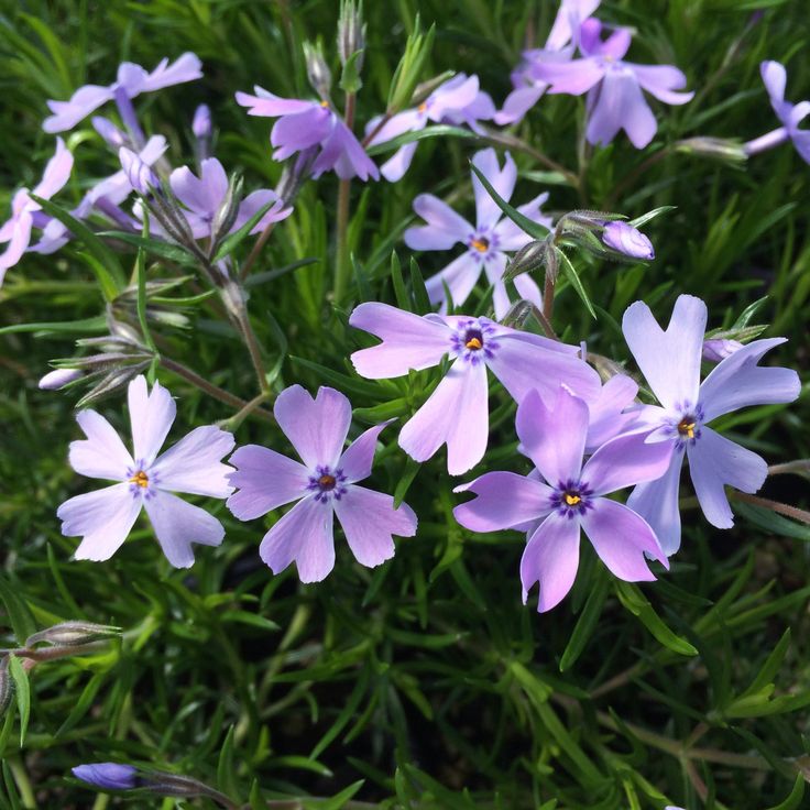 Flioksas ‘Fabulous Blue Dark Center’