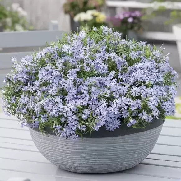 Flioksas ‘Fabulous Blue Dark Center’