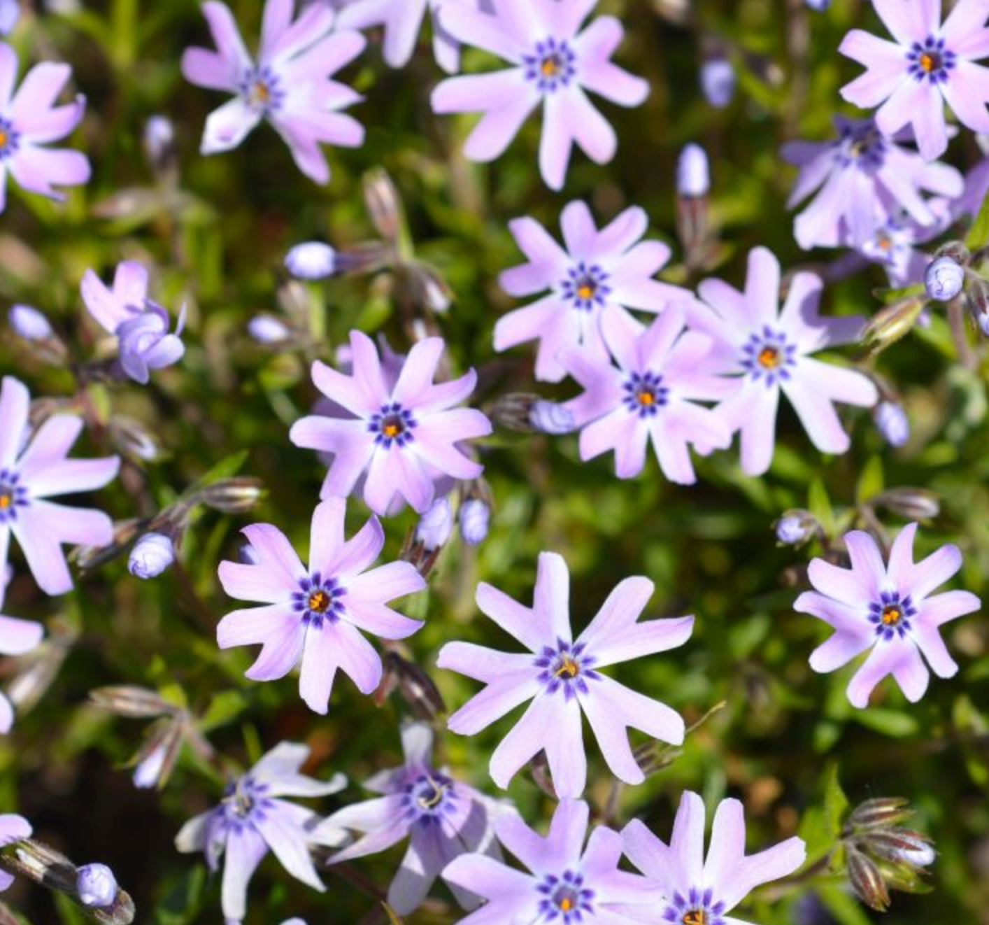 Flioksas ‘Fabulous Blue Dark Center’