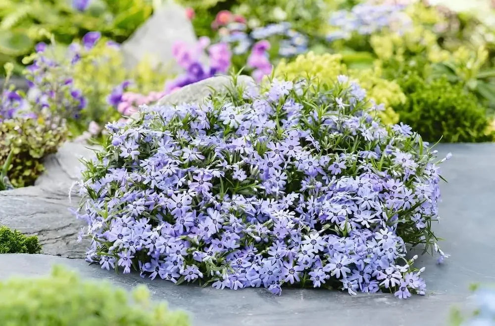 Flioksas ‘Fabulous Blue Dark Center’