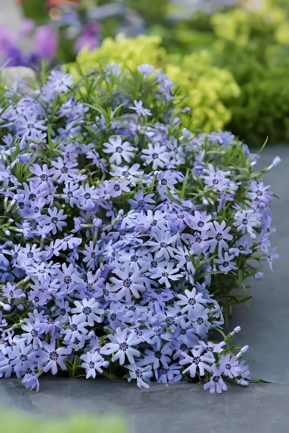 Flioksas ‘Fabulous Blue Dark Center’