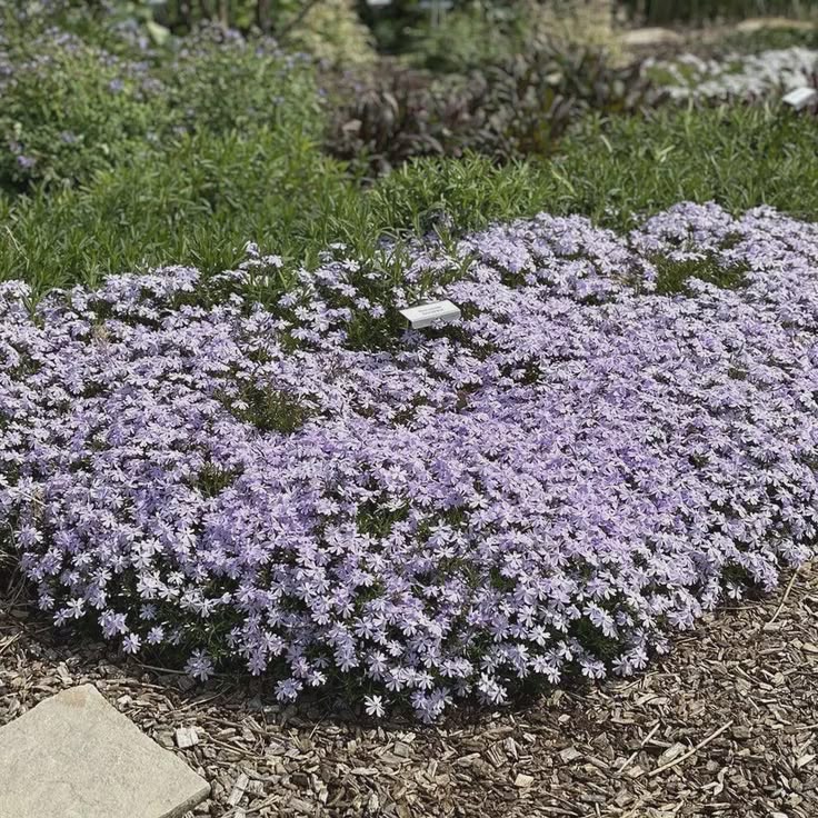Flioksas ‘Fabulous Blue Dark Center’