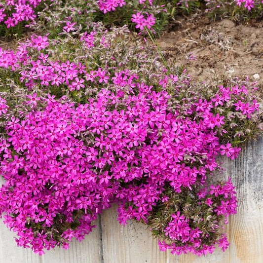 Flioksas ylalapis ‘Atropurpurea'
