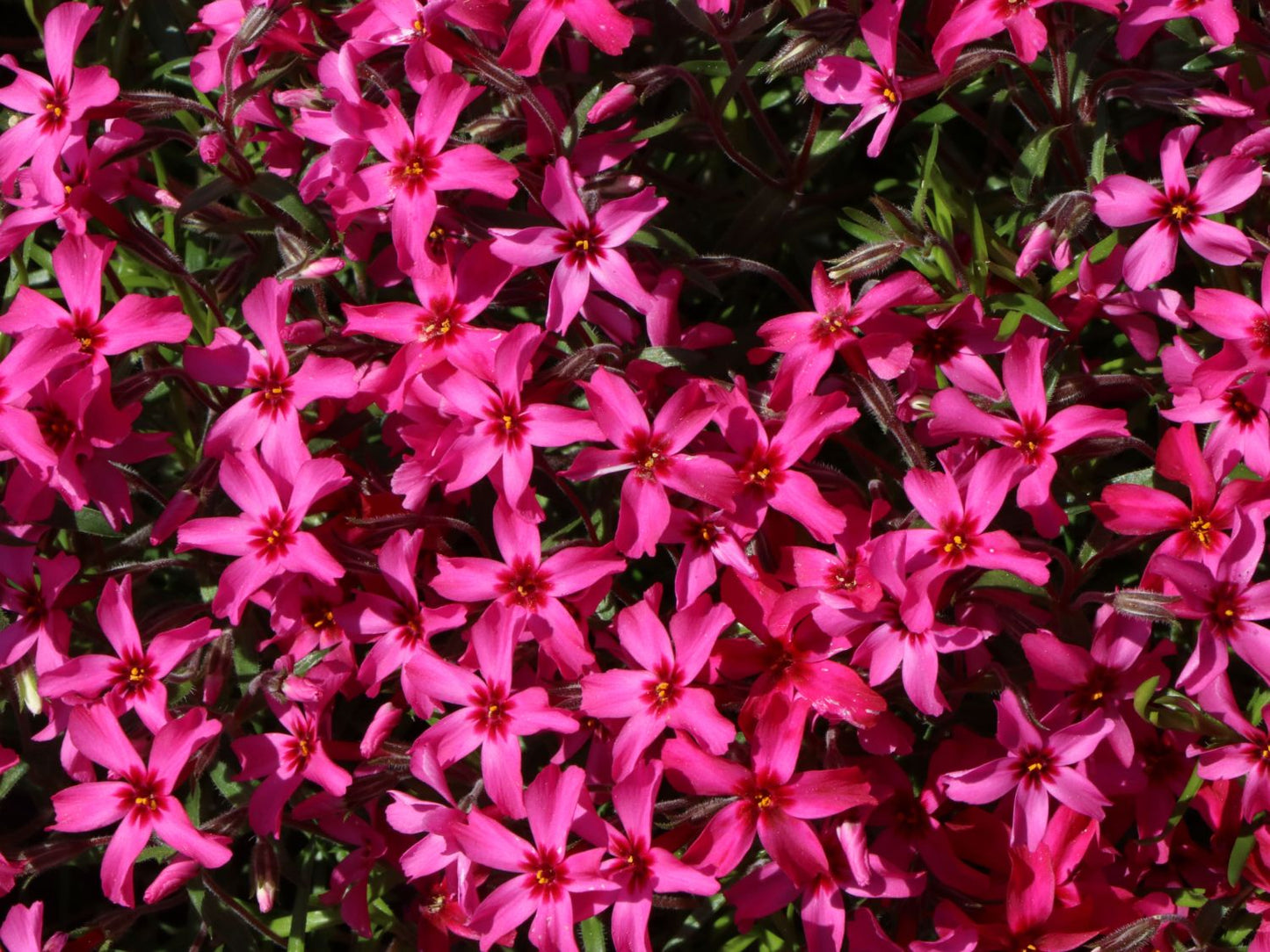 Flioksas ylalapis ‘Atropurpurea'