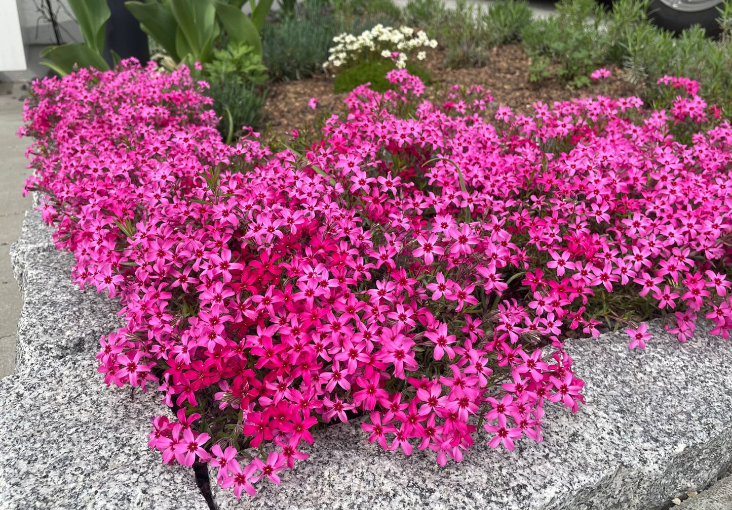 Flioksas ylalapis ‘Atropurpurea'