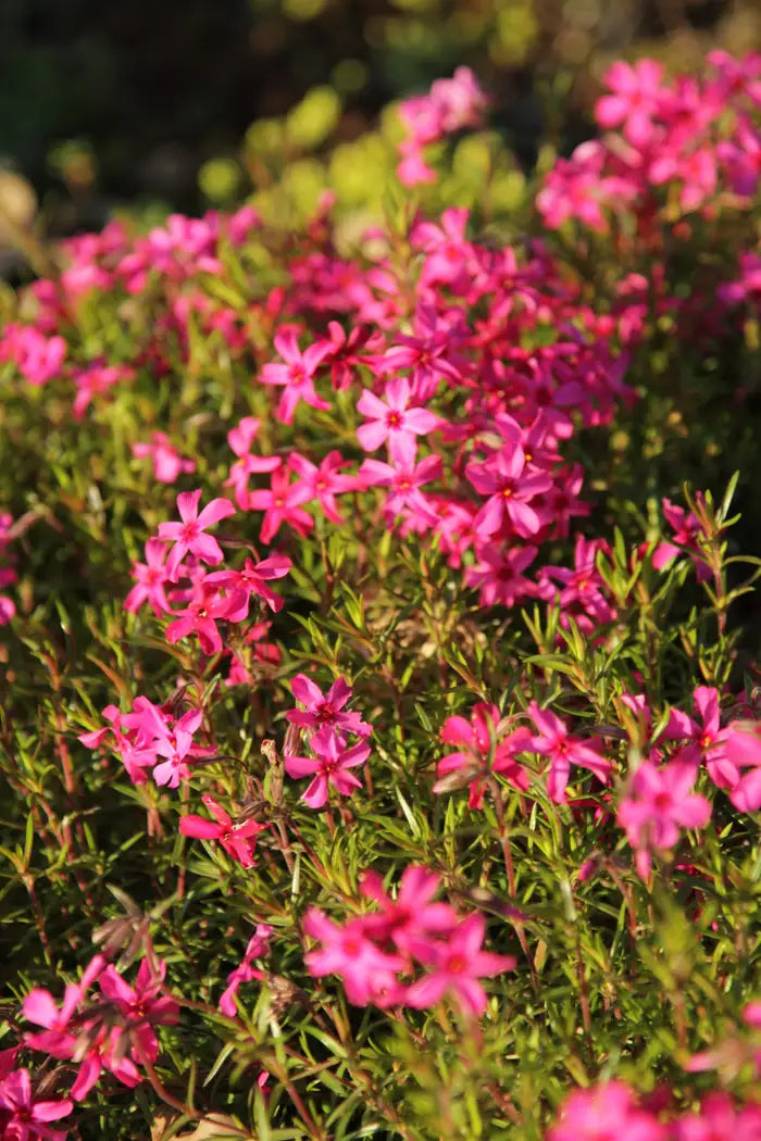 Flioksas ylalapis ‘Atropurpurea'