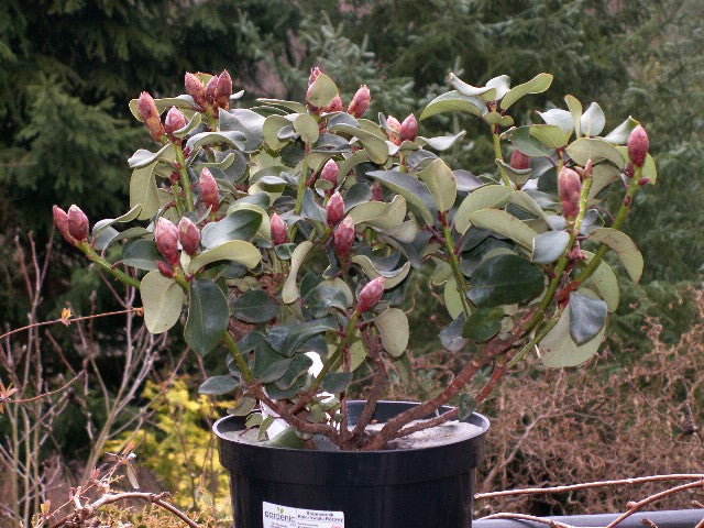 Rododendrai 'Gartendirektor Glocker'