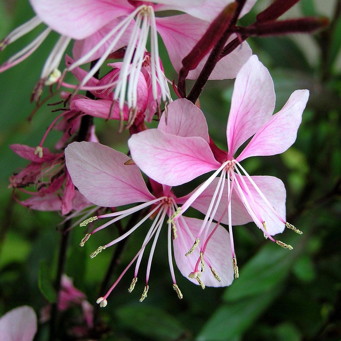 Gaura 'Steffi Blush Pink'