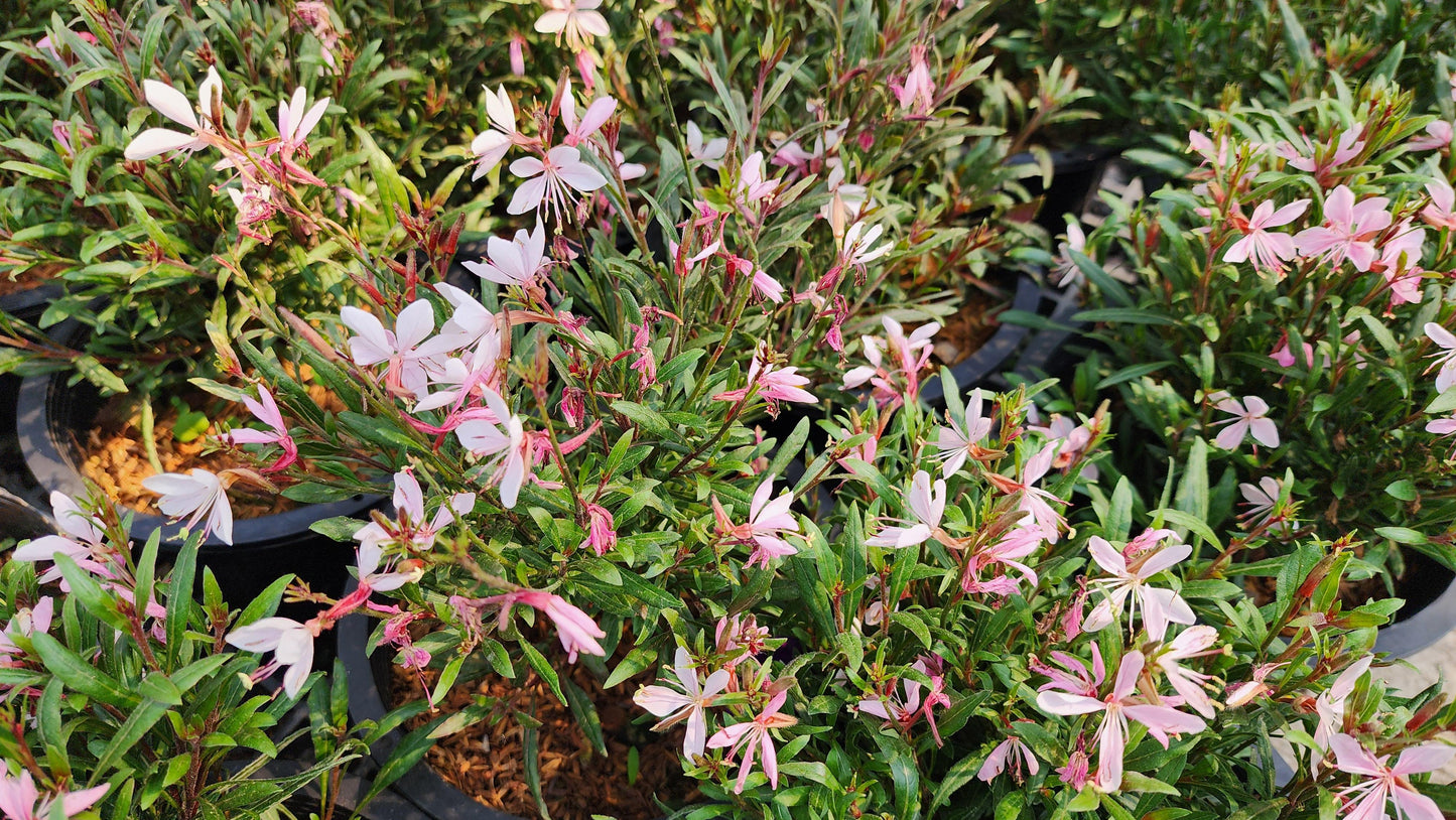 Gaura 'Steffi Blush Pink'