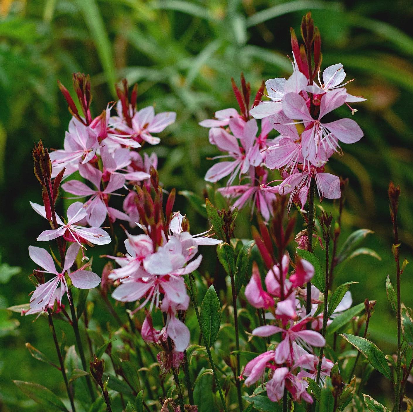 Gaura 'Steffi Blush Pink'