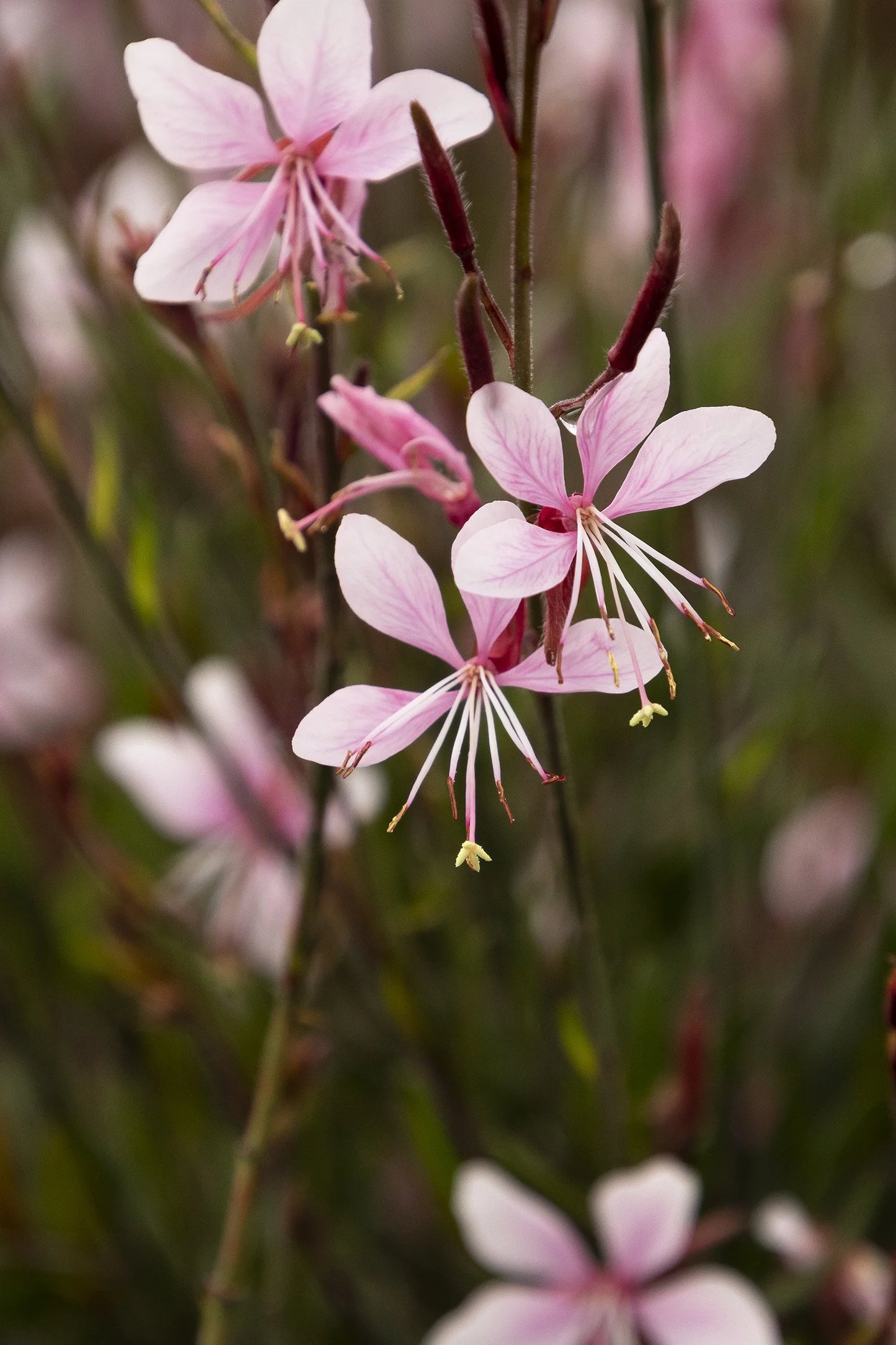 Gaura 'Steffi Blush Pink'