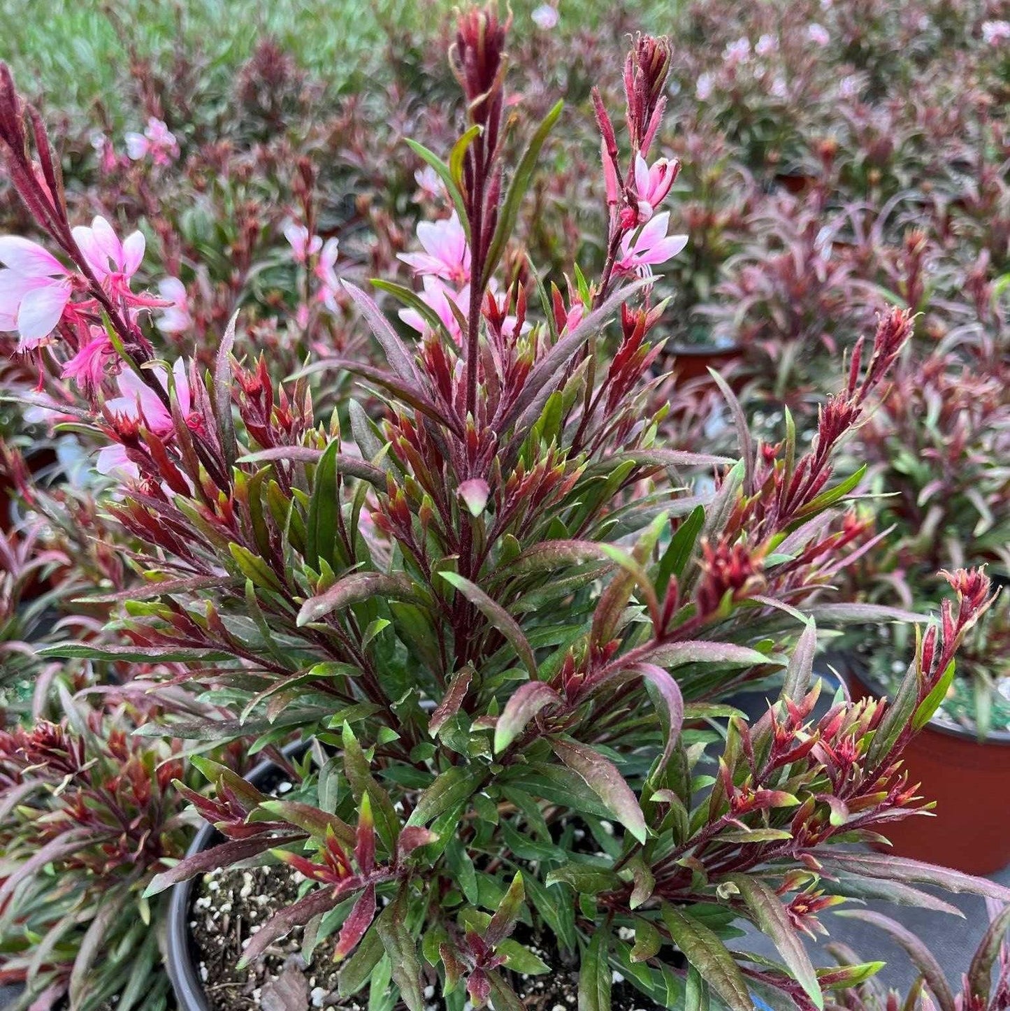 Gaura 'Steffi Blush Pink'