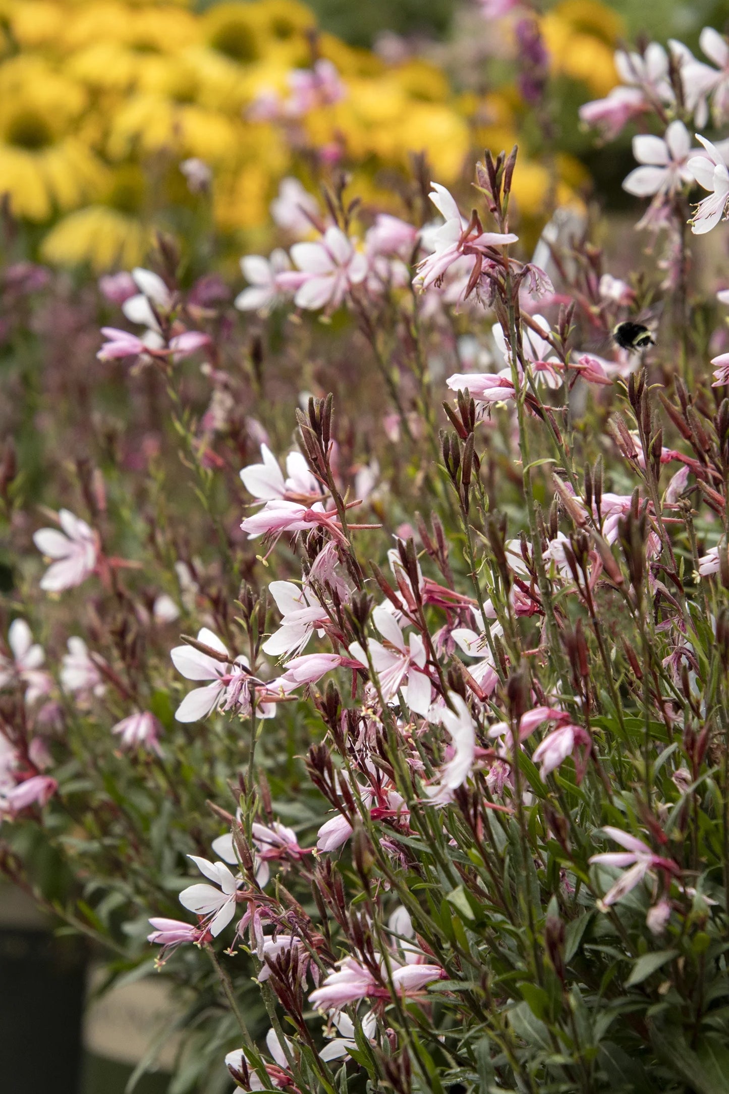 Gaura 'Steffi Blush Pink'