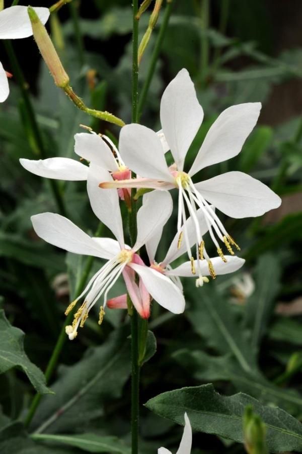Gaura ‘Steffi White’