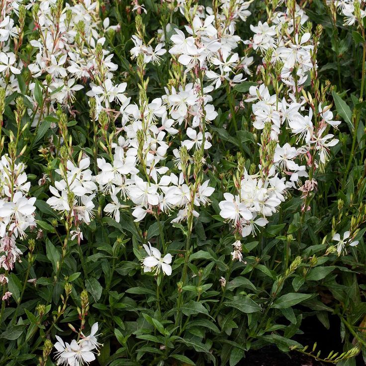Gaura ‘Steffi White’