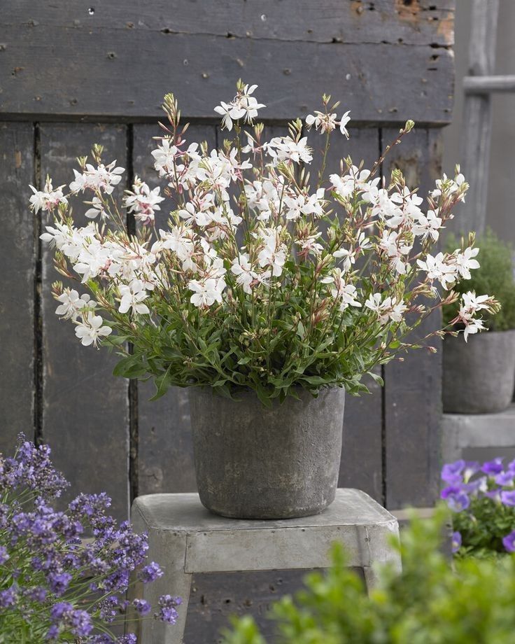 Gaura ‘Steffi White’