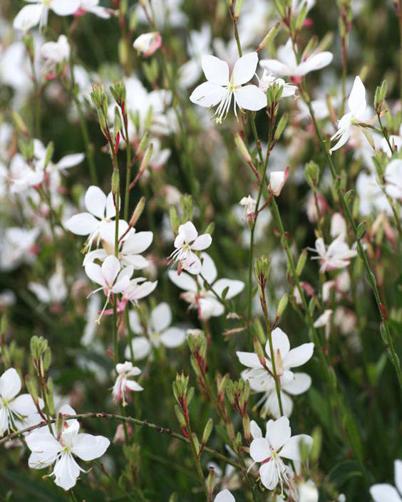 Gaura Balta