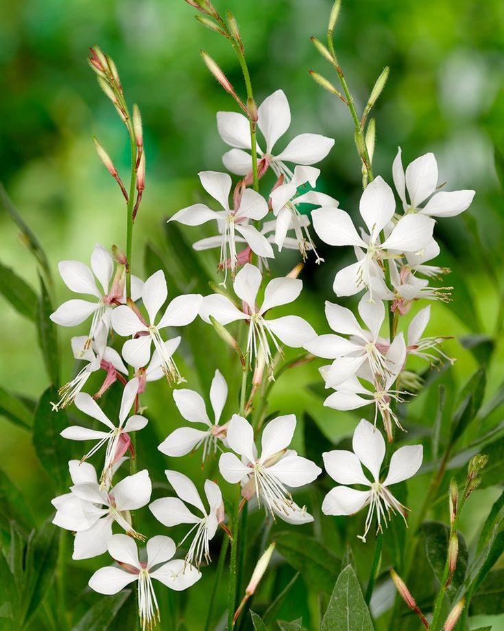 Gaura Balta