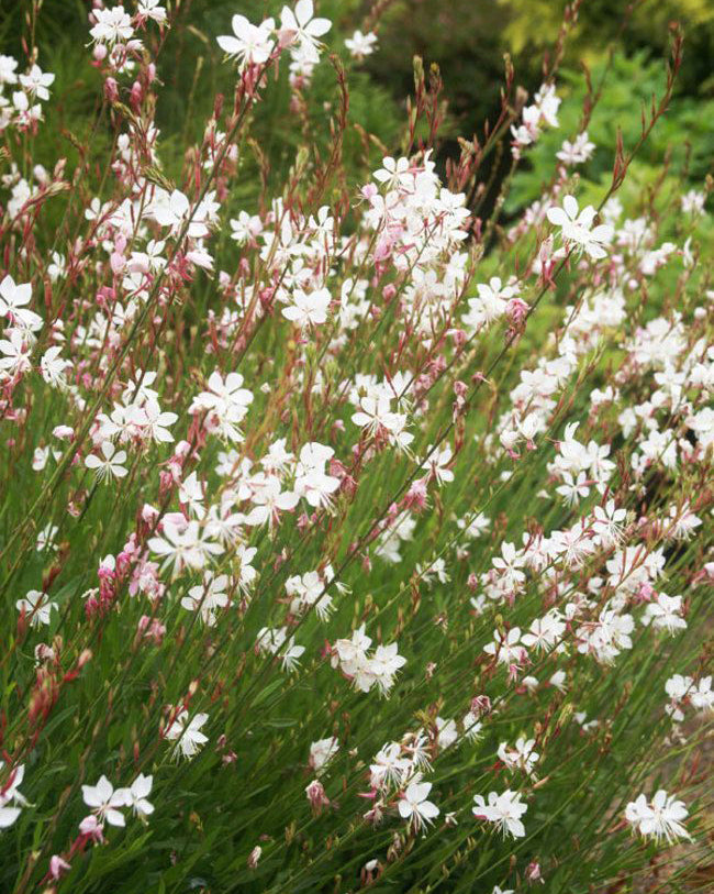 Gaura Balta