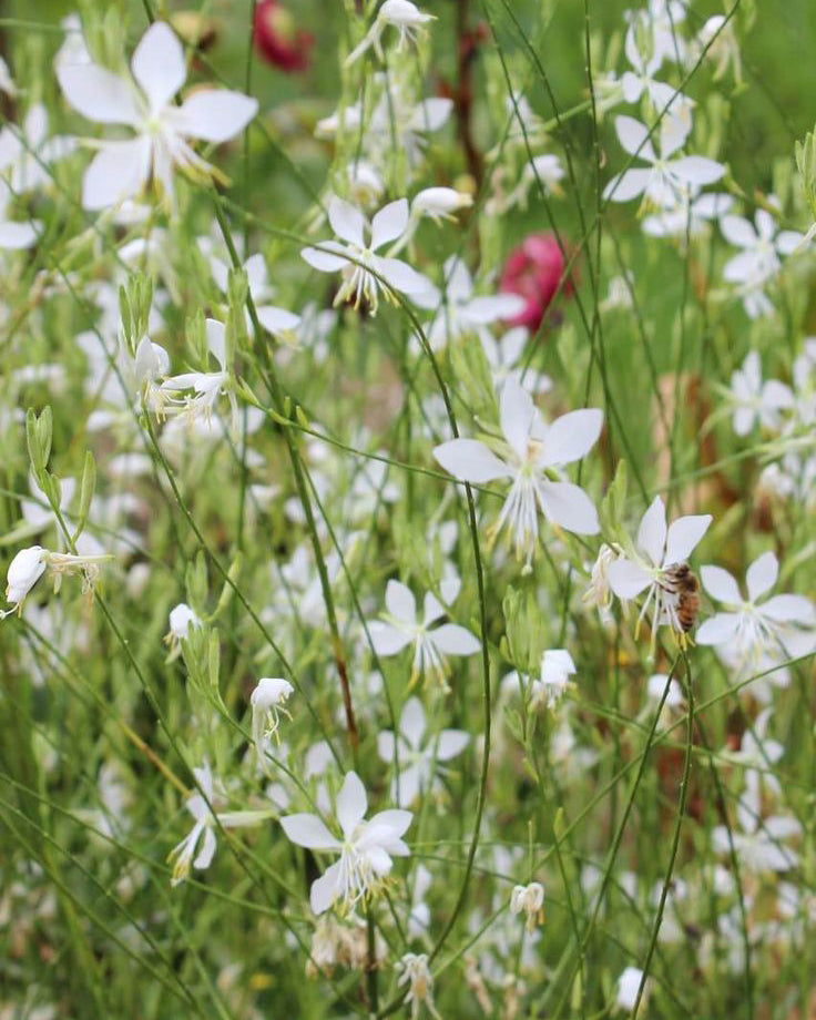 Gaura Balta