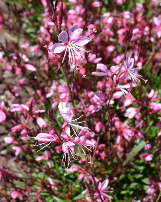 Gaura Rožinė