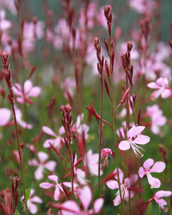 Gaura Rožinė