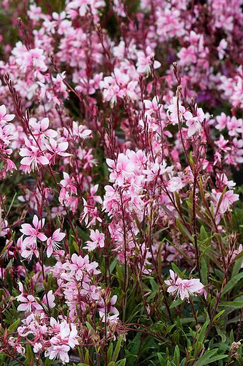 Gaura 'Rose Florensio'